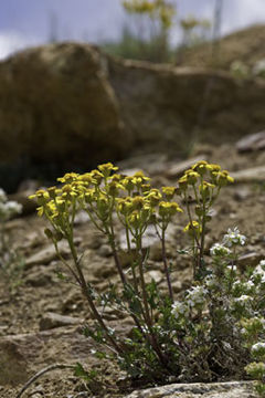 Image of lobeleaf groundsel