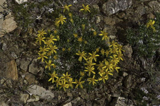 Image of stemless mock goldenweed