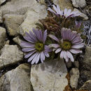 Image of tufted Townsend daisy