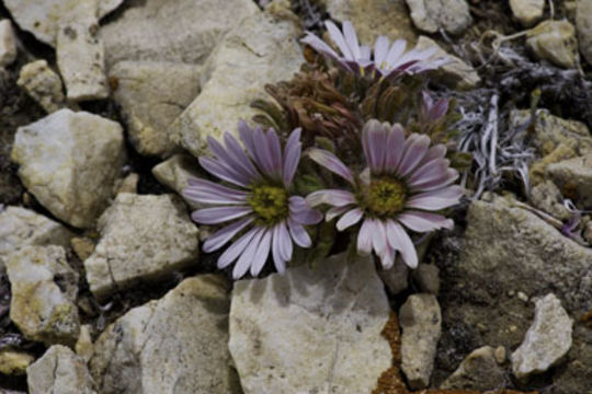 Image of tufted Townsend daisy