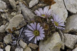 Image of tufted Townsend daisy