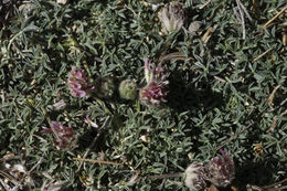 Image of Beatley's clover