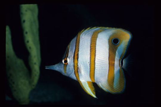 Image of Banded Longsnout Butterflyfish