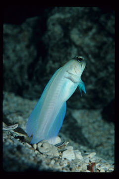 Image of Yellowhead Jawfish