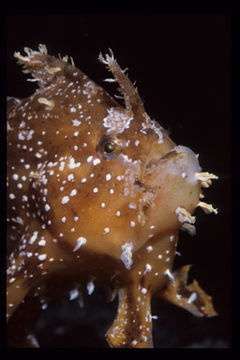 Image of Frogfish