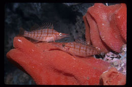 Image of Longnose Hawkfish