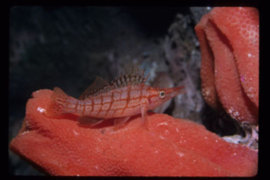 Image of Longnose Hawkfish