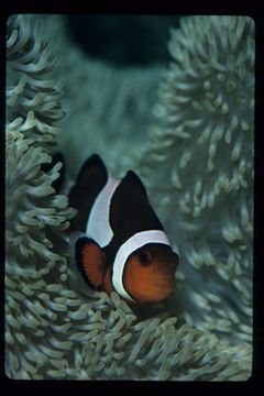 Imagem de Amphiprion ocellaris Cuvier 1830