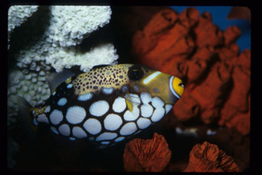 Image of clown triggerfish