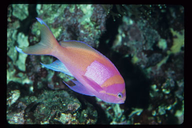 Pseudanthias pleurotaenia (Bleeker 1857) resmi