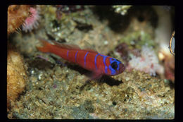 Image of Bluebanded goby