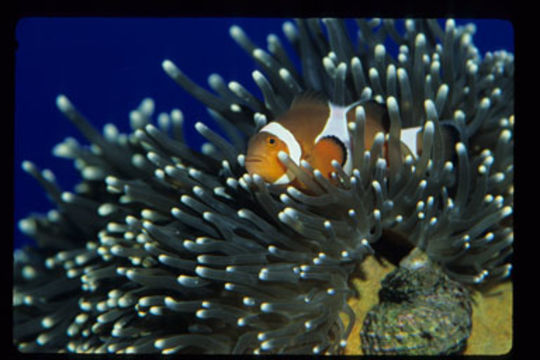 Imagem de Amphiprion ocellaris Cuvier 1830