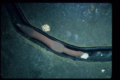 Image of 'penis fish' or 'penis worm'