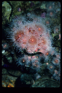 Image of Strawberry anemones