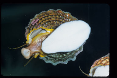 Image of Jeweled Top Snail