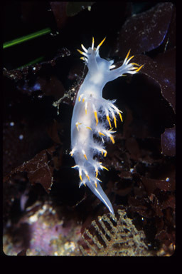 Image of Dendronotus albus MacFarland 1966