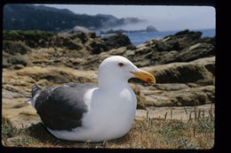 Image of Western Gull