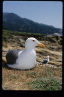 Image of Western Gull