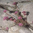 Allium dichlamydeum Greene resmi