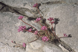 Image de Allium dichlamydeum Greene