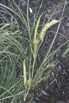 Image of Scouler's surfgrass