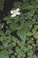 Image of <i>Anemone deltoidea</i>