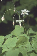 Image of White inside-out-flower