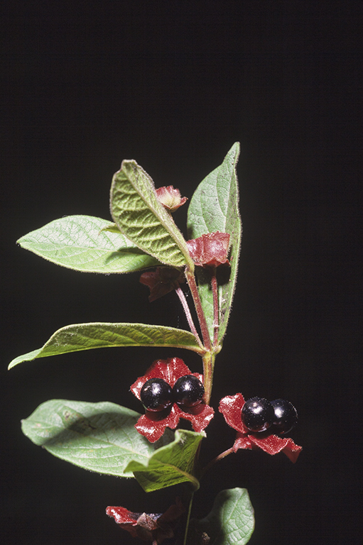 Image de Chèvrefeuille involucré