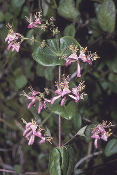 Image of pink honeysuckle