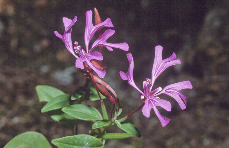 Plancia ëd Clarkia concinna (Fisch. & Mey.) Greene