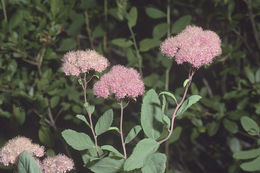 Image of rose meadowsweet