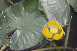 Image de Nuphar polysepalum Engelm.