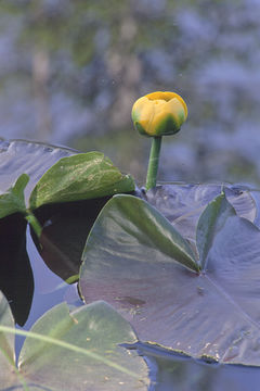 Image of Rocky Mountain pond-lily