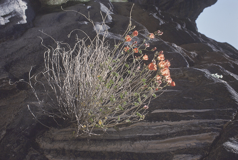 Image of desert globemallow