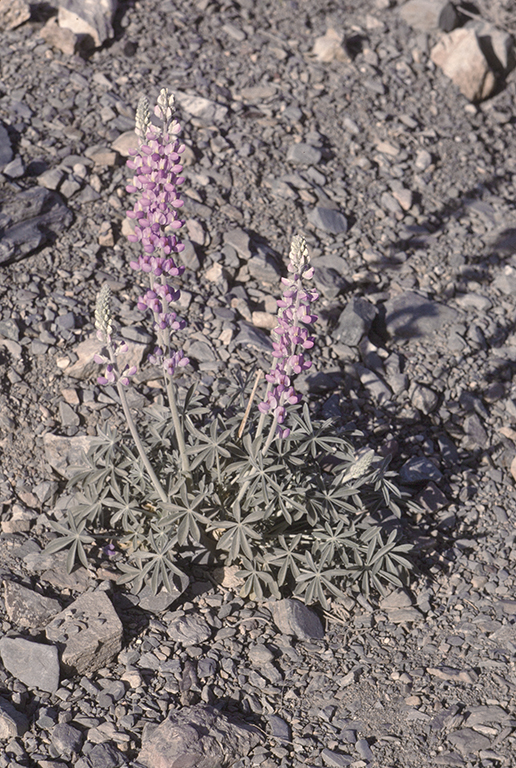 Image of Panamint Mountain lupine