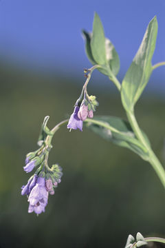 Mertensia ciliata (James ex Torr.) G. Don resmi