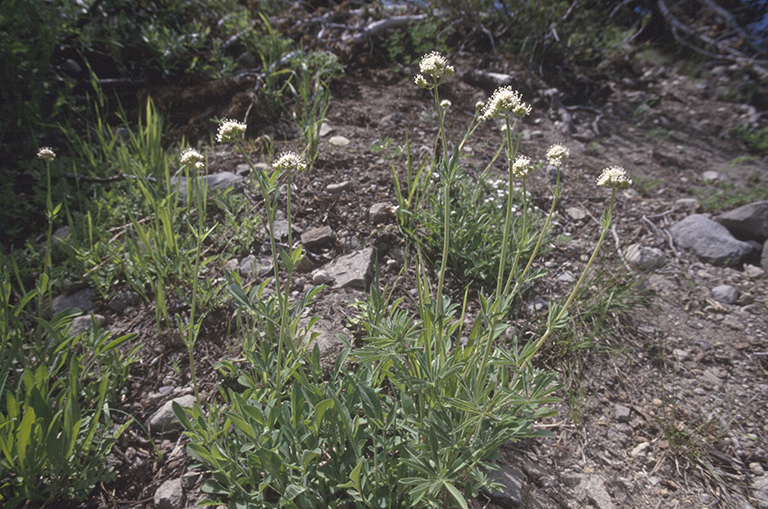 Image of California valerian