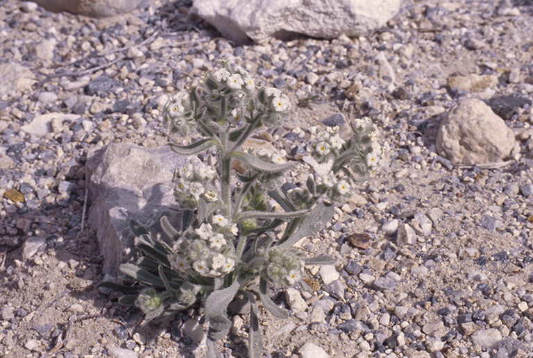 صورة <i>Cryptantha virginensis</i>