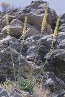 Image of Panamint princesplume