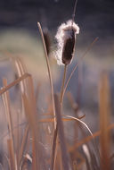 Image of broadleaf cattail