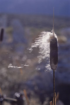 Image of broadleaf cattail