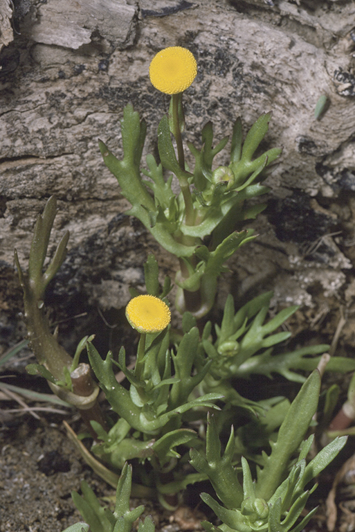 Image of common brassbuttons