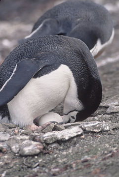 Image of Chinstrap Penguin