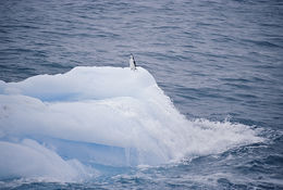 Plancia ëd Pygoscelis antarcticus (Forster & JR 1781)