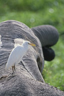Image of Cattle Egret