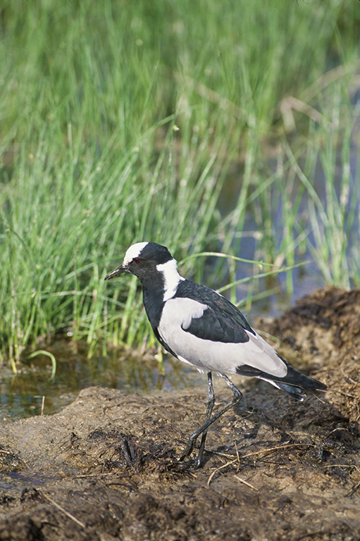 Image of Blacksmith Lapwing