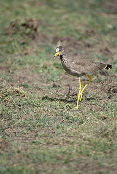 صورة Vanellus senegallus lateralis Smith & A 1839