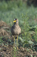 Image of Vanellus senegallus lateralis Smith & A 1839