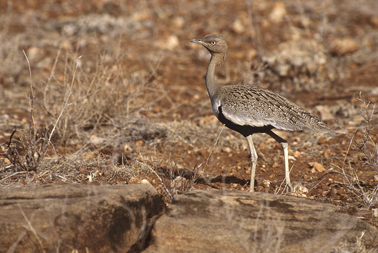 Image of Red-crested Bustard