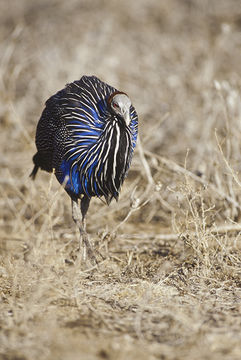 Image of Vulturine Guineafowl